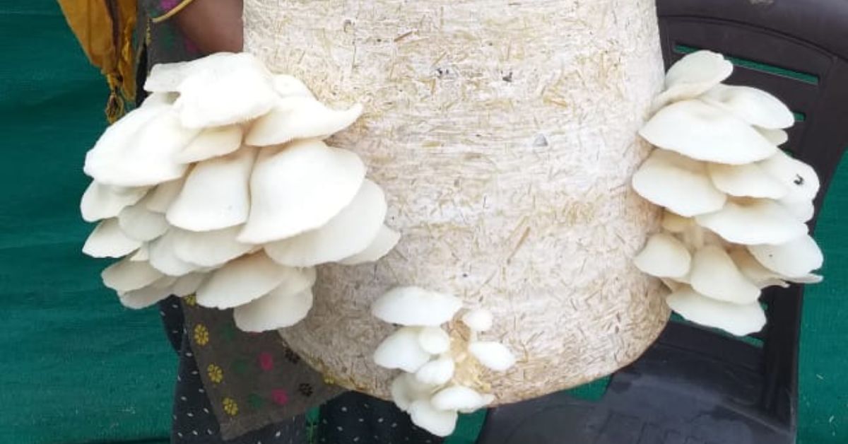 Nidhi grows Pleurotus Florida oyster mushrooms which are known for their medicinal properties.