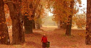 Kashmir's 'Father of Chinars': The Daily Wager Transforming the Valley, One Tree At a Time