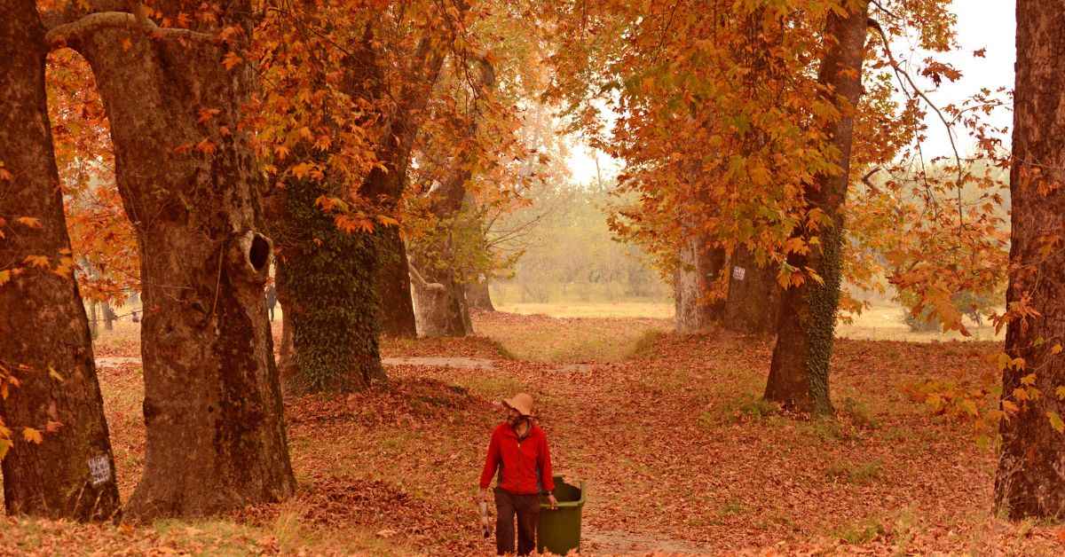 Kashmir’s ‘Father of Chinars’: The Daily Wager Transforming the Valley, One Tree At a Time