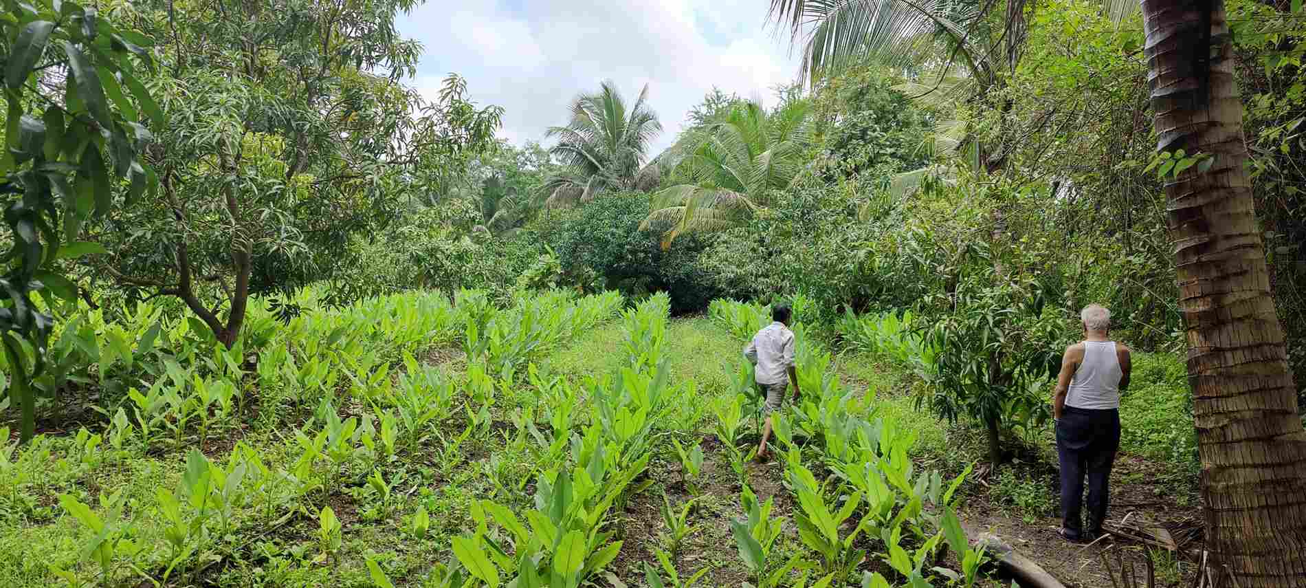 The three-acre plot of land has paddy, fruit trees, spices, herbs and even flowering plants