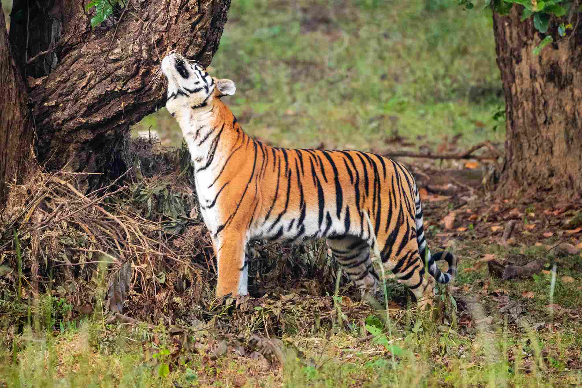 The tigers at Kanha National Park in Madhya Pradesh
