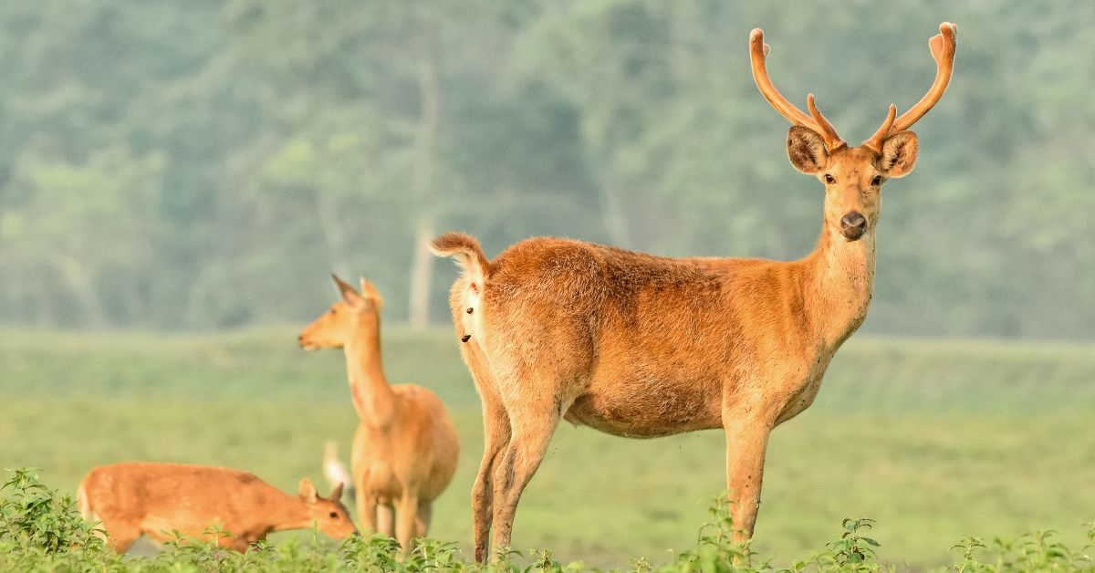 Sonali says that being in nature and among wildlife makes her job more fun