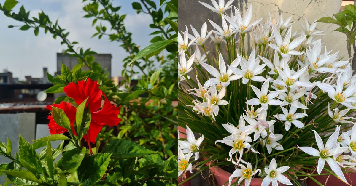 Flowers at Dr Navdeep's garden.