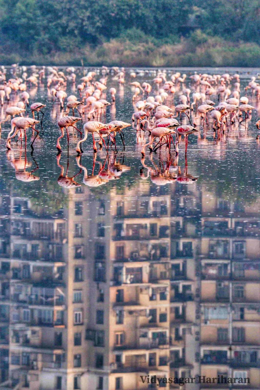 Why A Banker Has Been Photographing Mumbai's Flamingos