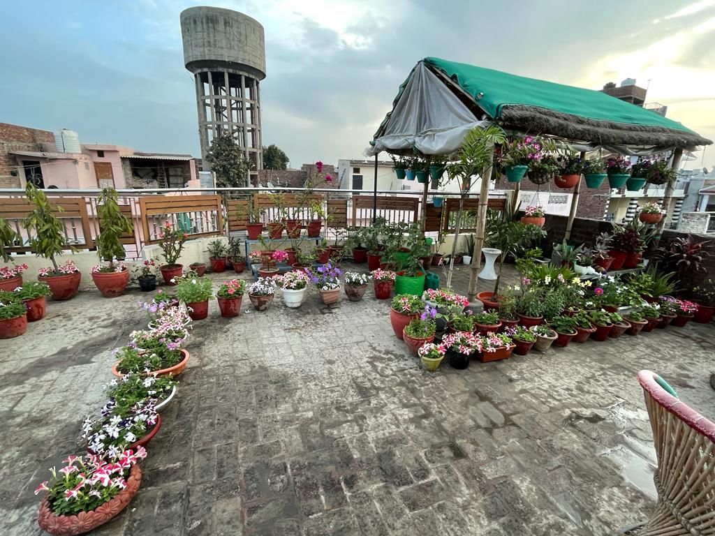 Dr Navdeep's terrace garden.