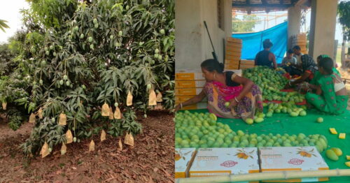Building Scale With Zero Middlemen: How Small-Scale Farmers In Bihar Double Their Income