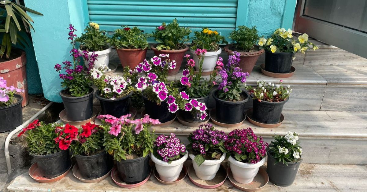 Plants outside Dr Navdeep's clinic.