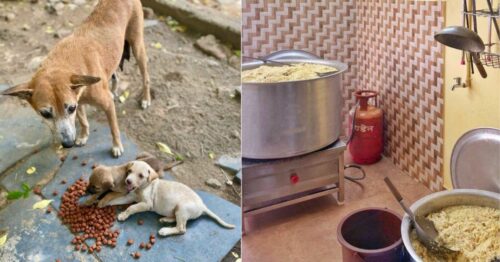 Started in The Memory of Her Dog, Chennai Woman Runs Food Bank to Feed 5000 Dogs Daily