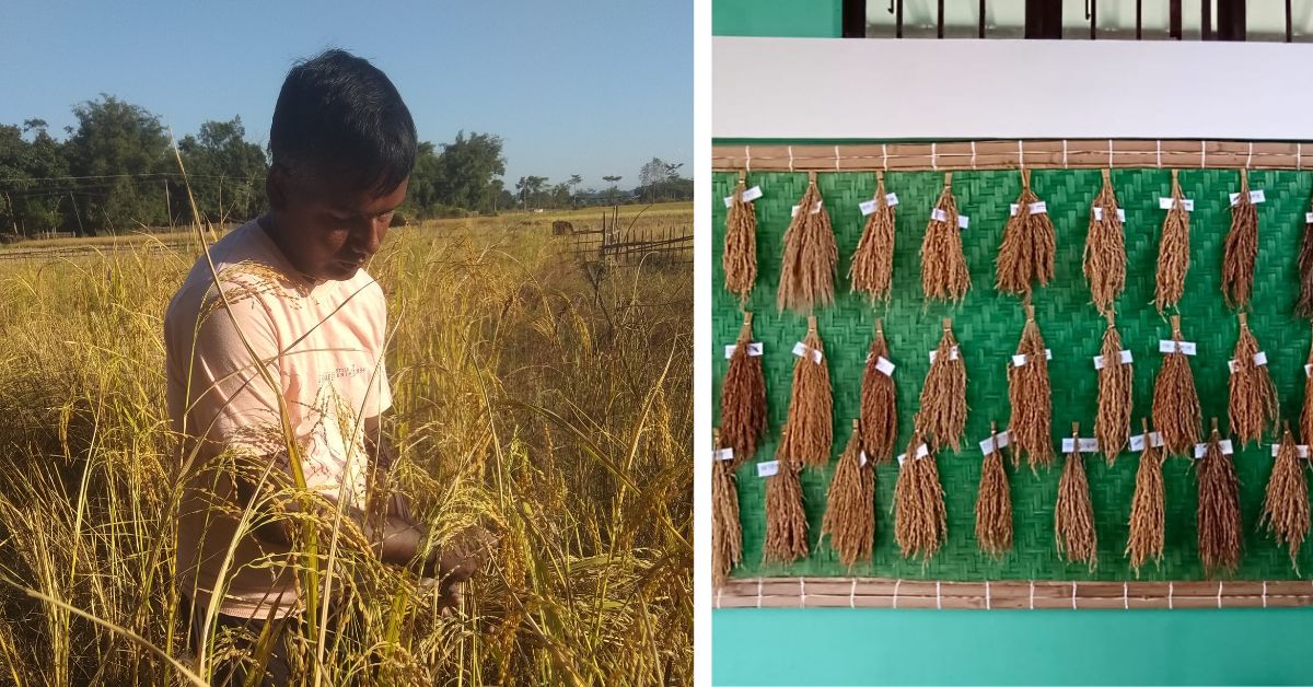 Assam Farmer’s ‘Rice Library’ Saves Over 500 Indigenous Rice Varieties