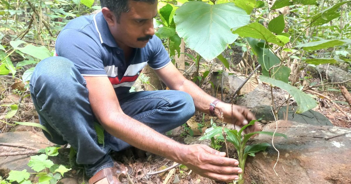 Sabu collects wild orchids that grow on tree trunks, rocks, and rock fissures.