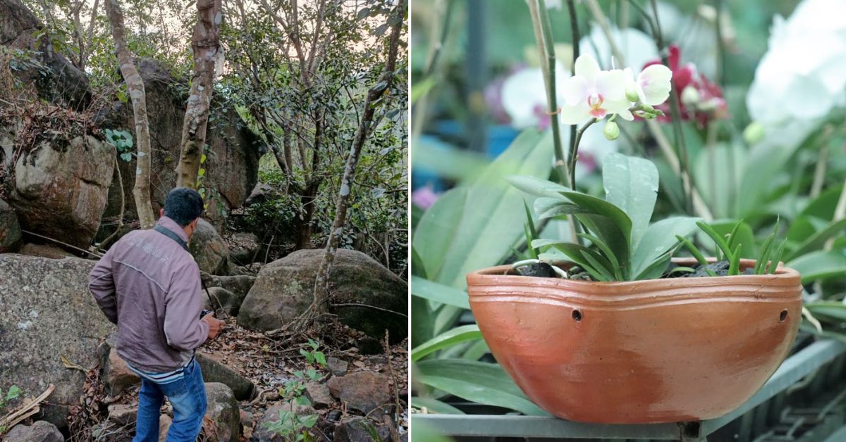 Why does this house in Kerala grow 120 species of India’s rarest wild orchids?