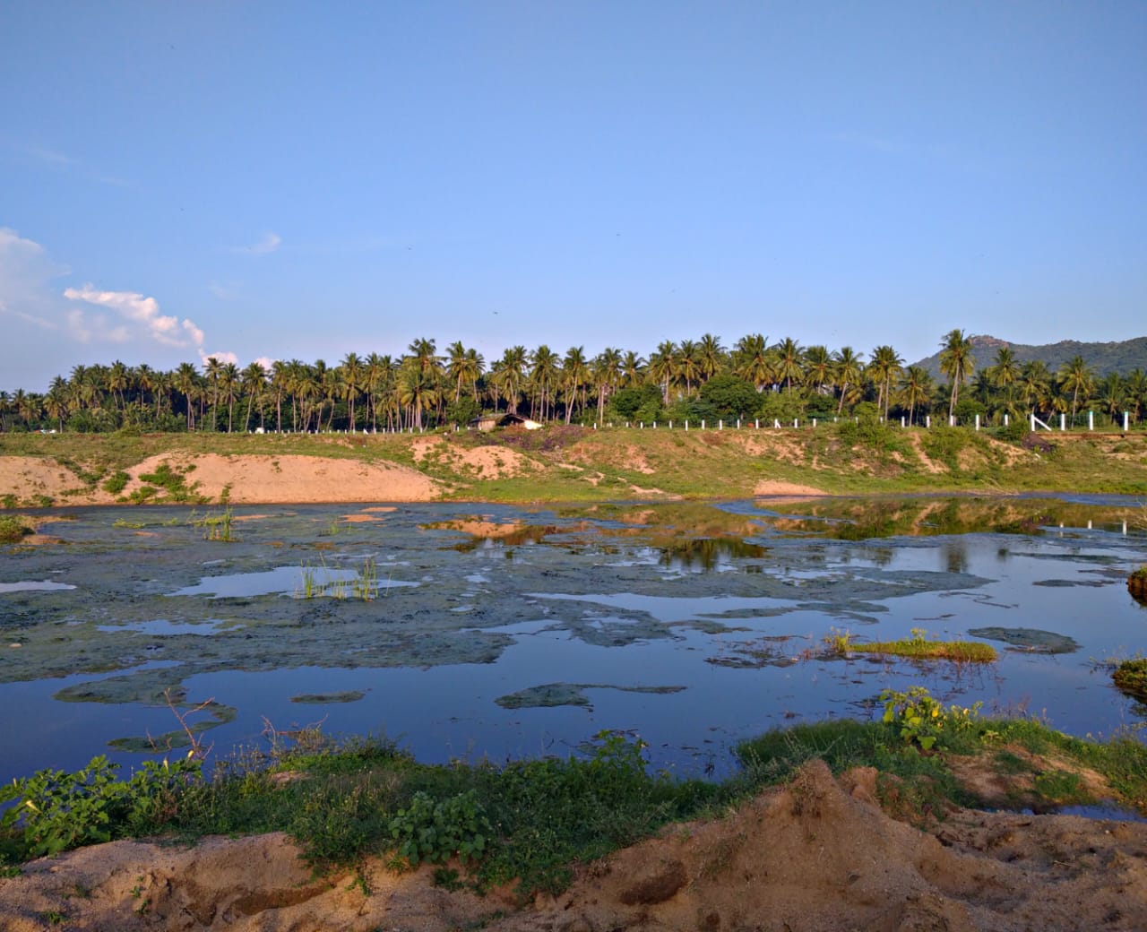 Srikanth has built the forest on the Palar riverbed