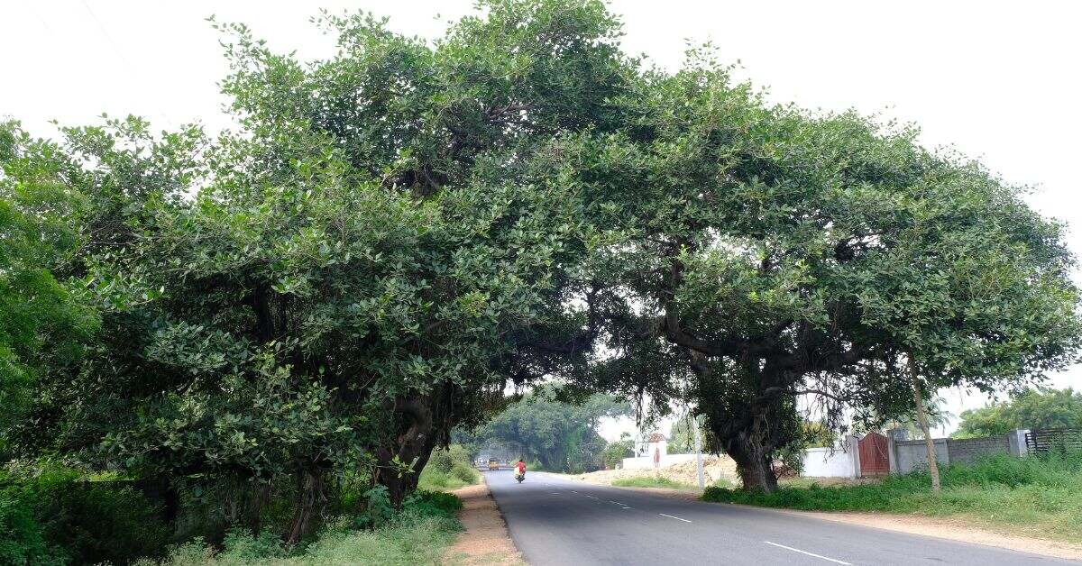 The banyan trees are revered as symbols of immortality and designated as the ‘National Tree of India’. 