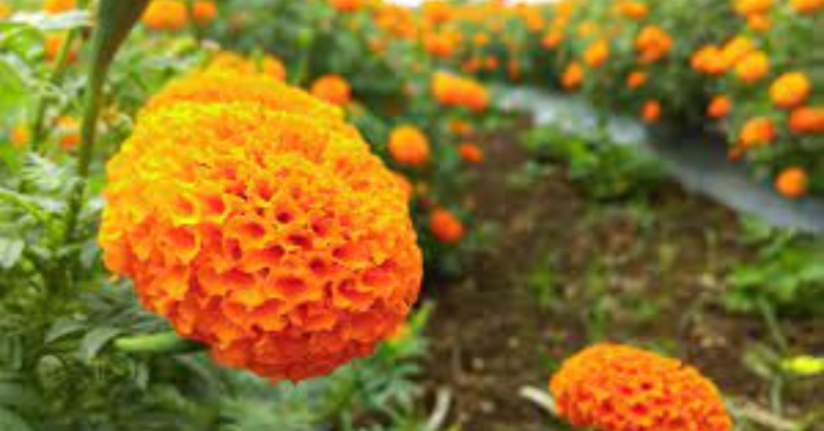 Marigold is one the most common flowers grown in India during winters.