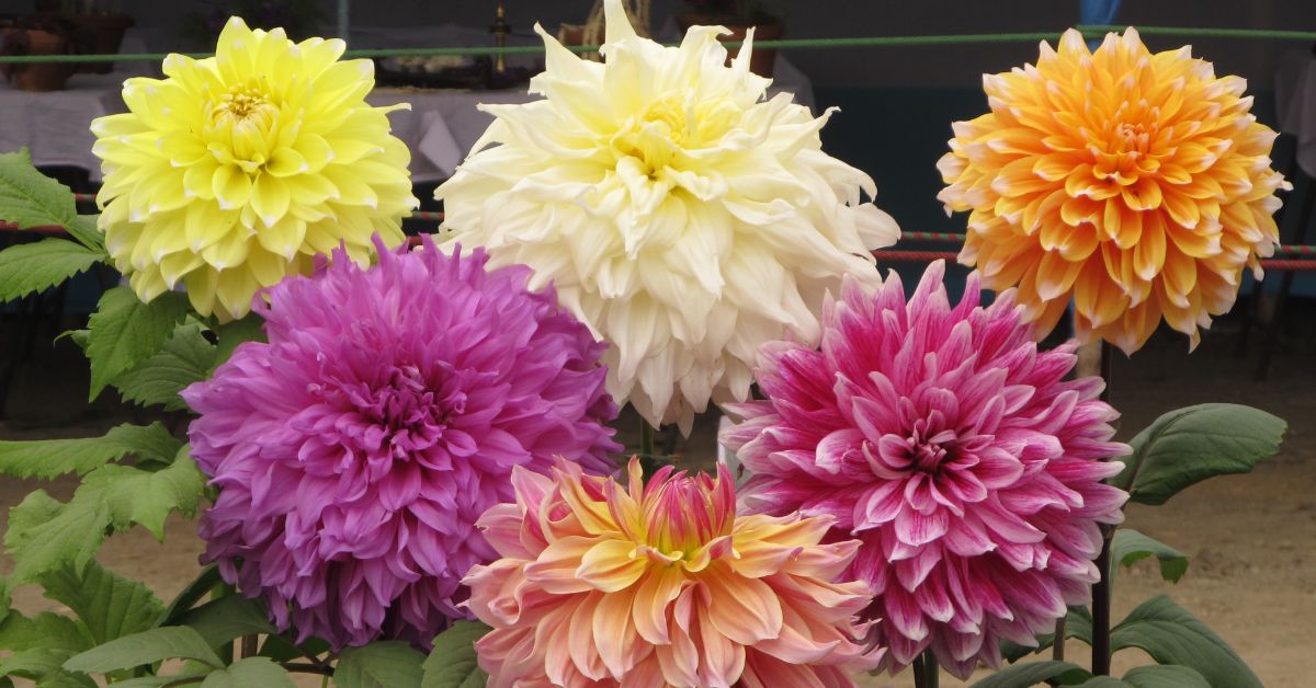 Dahlia's grow in smaller to dinner-plate-size, so make sure you have plenty of space for them to grow. Deadheading is encouraged with Dahlias. 