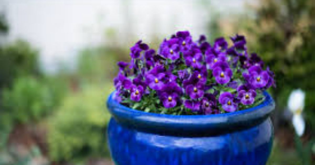 Like most flowers, they also need a good amount of sunlight, so make sure they get ample sunlight.