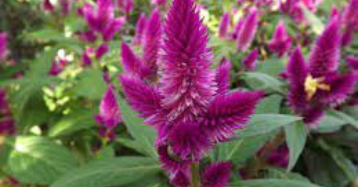 Celosia, also known as cockscomb or woolflower belongs to the Amaranth family.