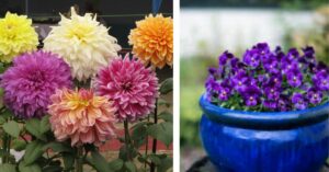 5 Gorgeous Winter Flowers That Thrive In the Cold: How to Grow Them At Home