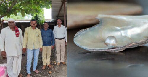 When Droughts Led to Losses, Oyster Pearl Farming Helped Marathwada Farmers Reap Huge Profits