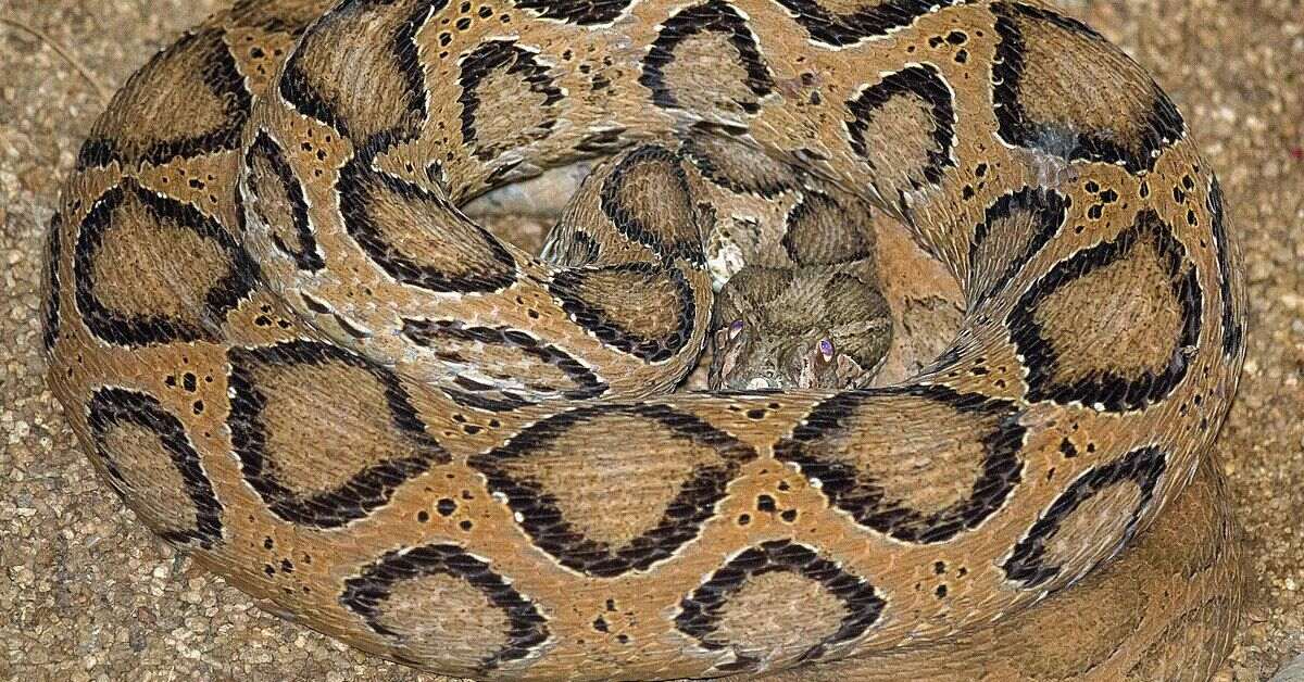 In India, around 90 percent of snakebites are caused by the ‘big four’ — Common krait, Indian cobra, Russell's viper, and the Saw Scaled Viper.