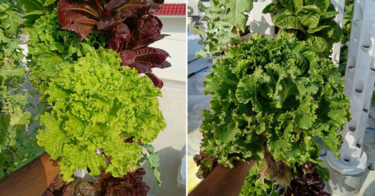 With aeroponic towers, anyone can grow 30 times more produce.