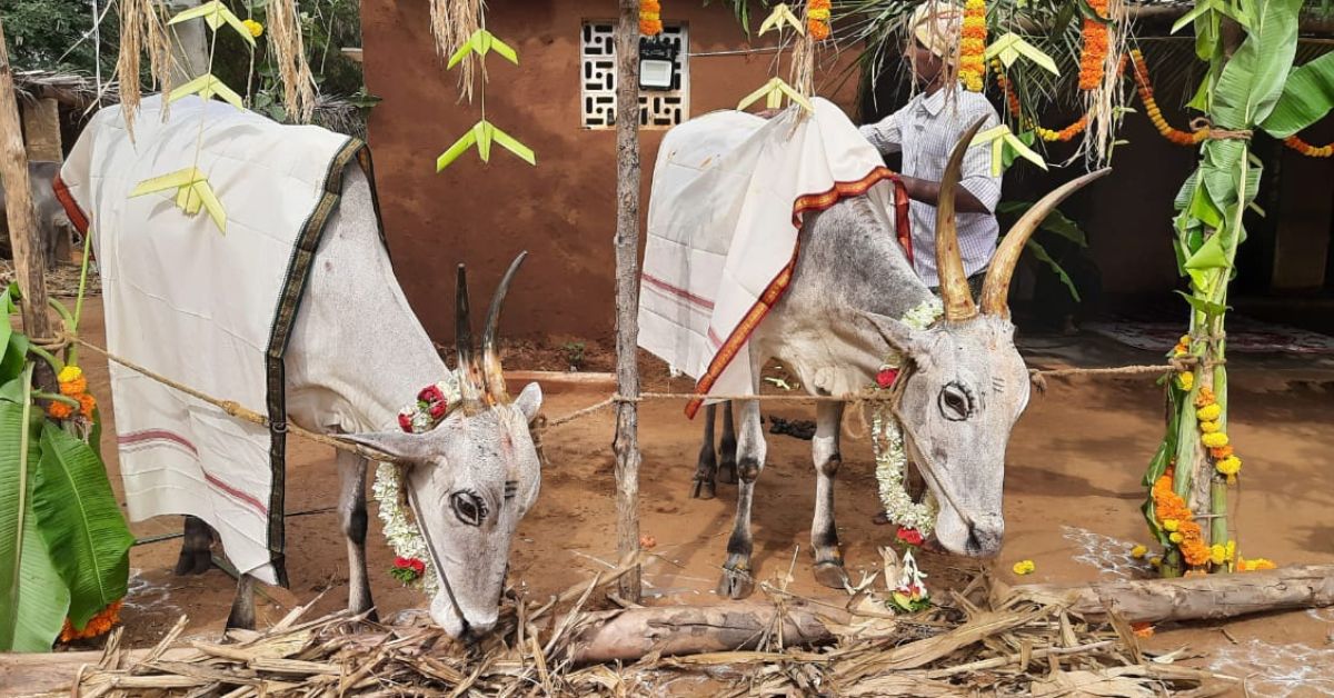 Divakar uses cow dung and urine to make organic fertilisers and insecticides.