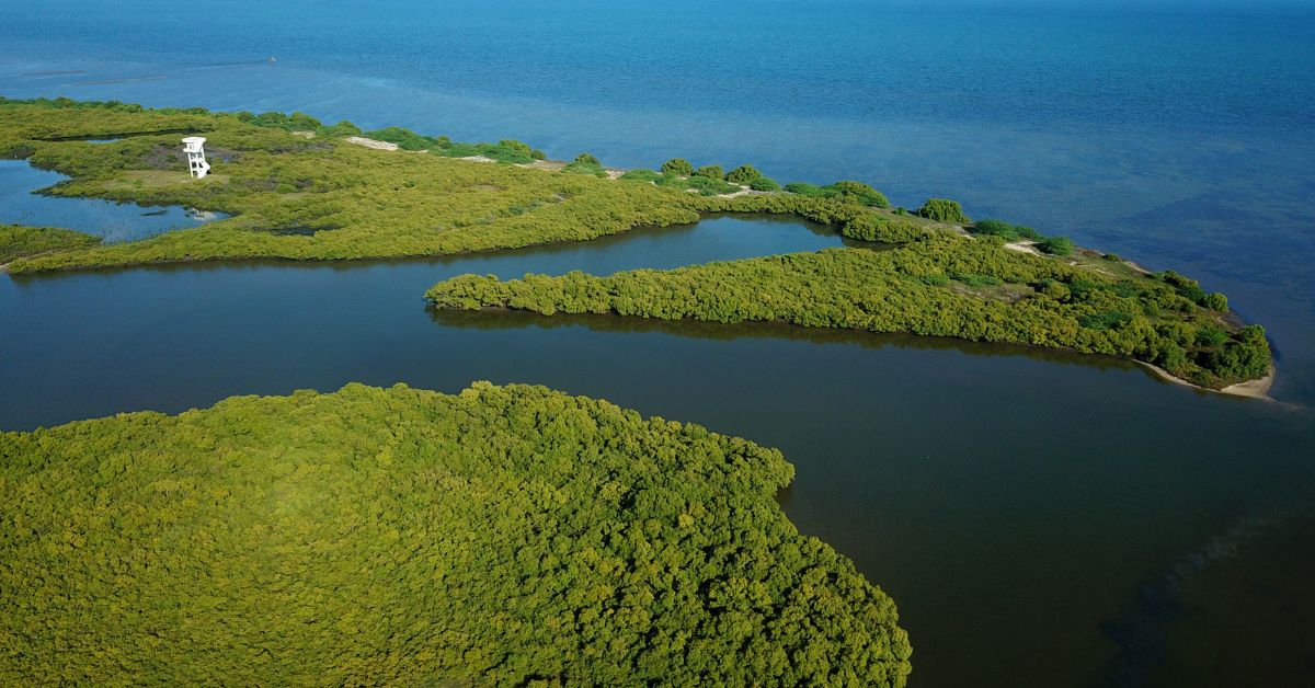 Jagdish Bakan along with his team has undertaken mangrove plantation in the area