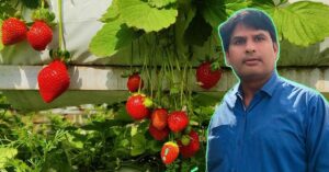 Soil-Less Strawberries to Hydroponic Figs: Ratlam Brothers Reap Success With Hi-Tech Nursery