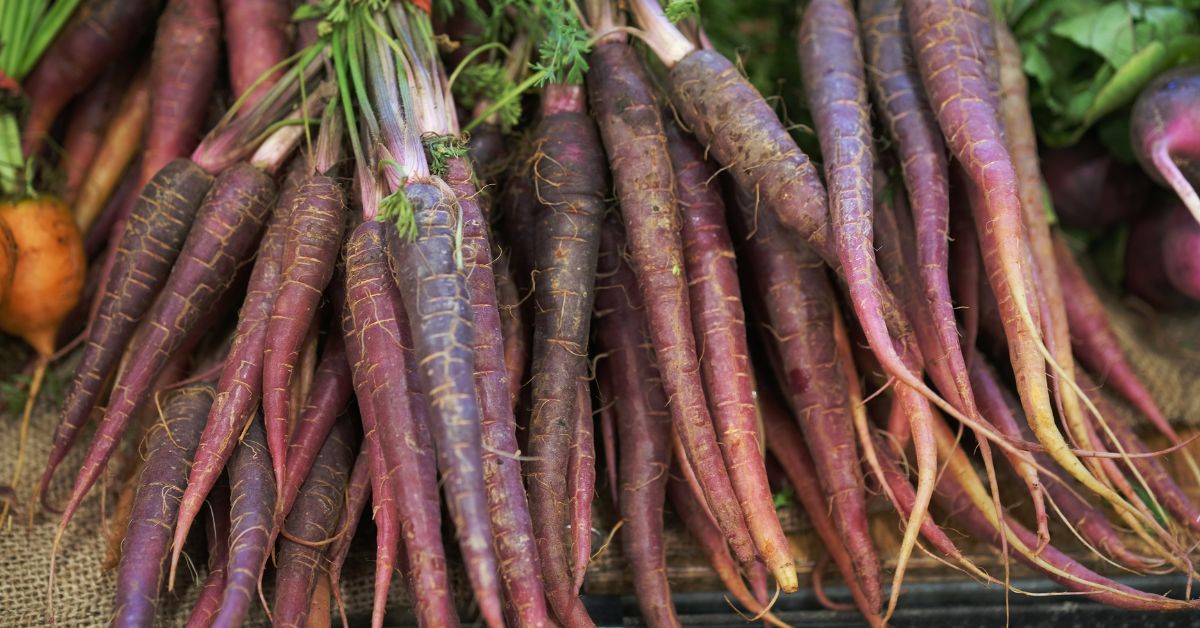 Black carrots – cultivated mainly in Northern India – are the focus due to their high anthocyanin content.