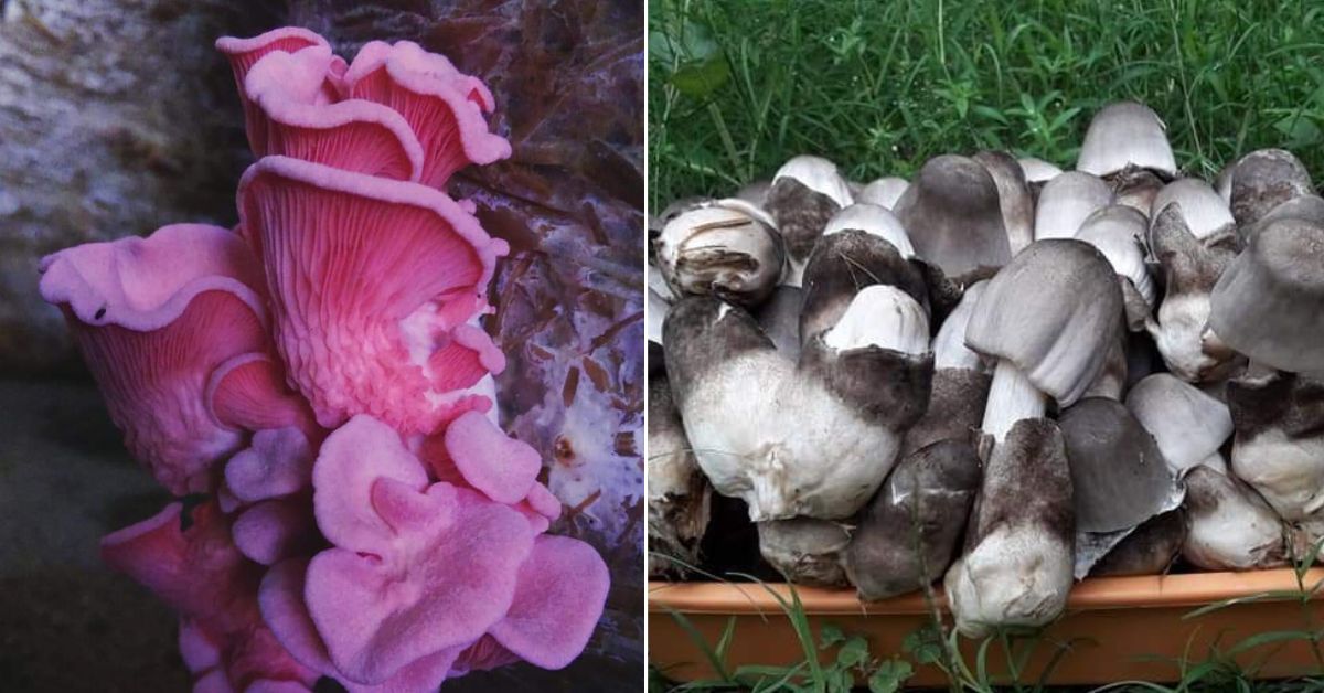 Santosh grows unique colourful mushroom and paddy variety of mushrooms.