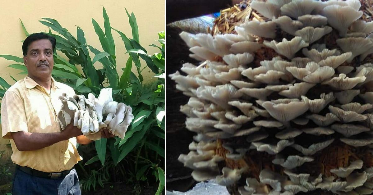 Santosh is setting up a Rs 2 crore processing plant to process mushrooms into pickles, biscuits, and even noodles!