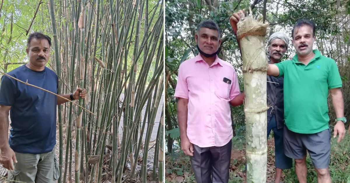 Heard of Golden Bamboo? This Man Grows It, Along With 140+ Species of Bamboo