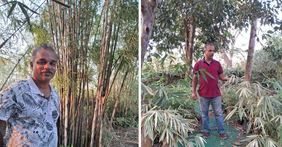 Johnson has collected bamboo species from across the country including Nagaland, Manipur, Sikkim, Arunachal, and Maharashtra.