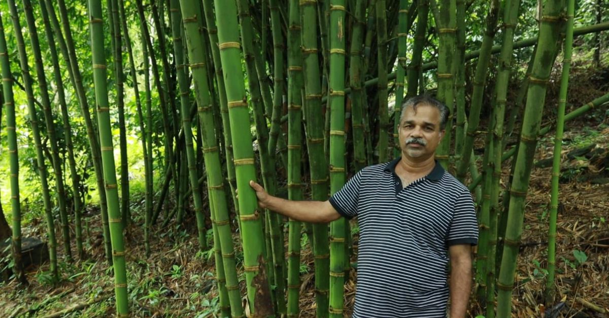Johnson says bamboo produces about 35 percent more oxygen than any other plant.