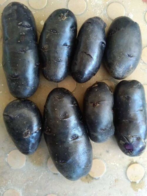 Black Potatoes? Meet the Man Taking Black Tremendous Crops to fifteen