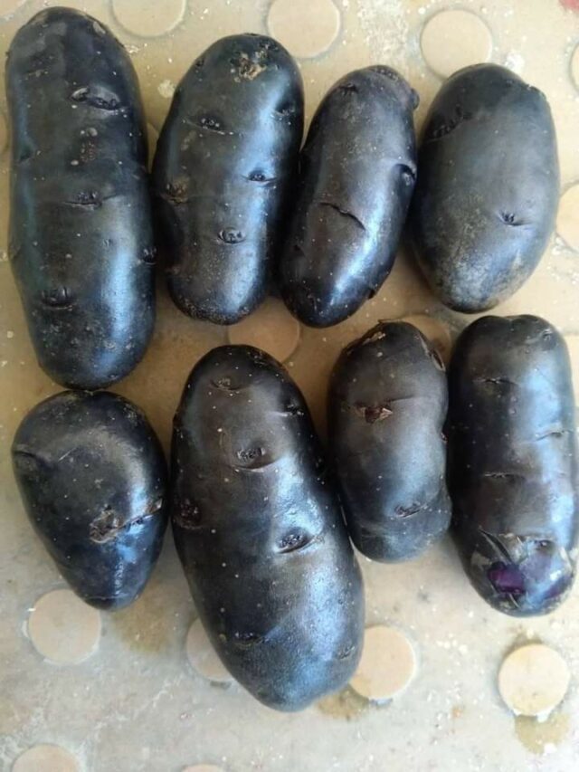 Black Potatoes? Meet the Man Taking Black Super Crops to 15 States