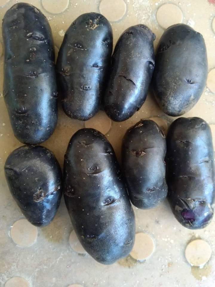 The full-size black potatoes.