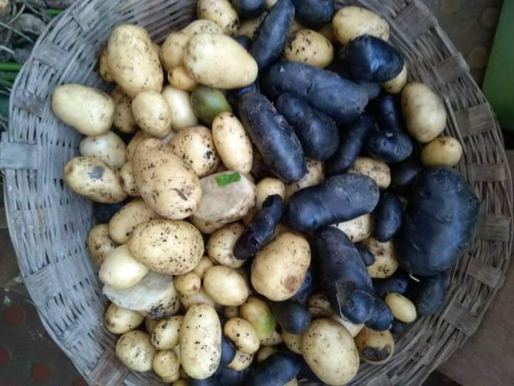 The black potatoes alongside the regular white ones for comparison.