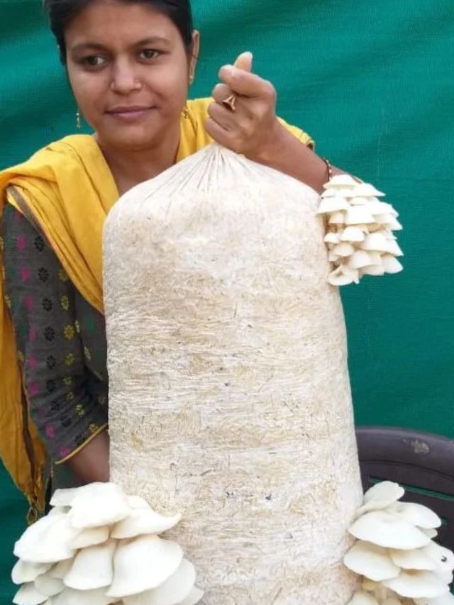 How to Start an Oyster Mushroom Business For Profits in Lakhs?