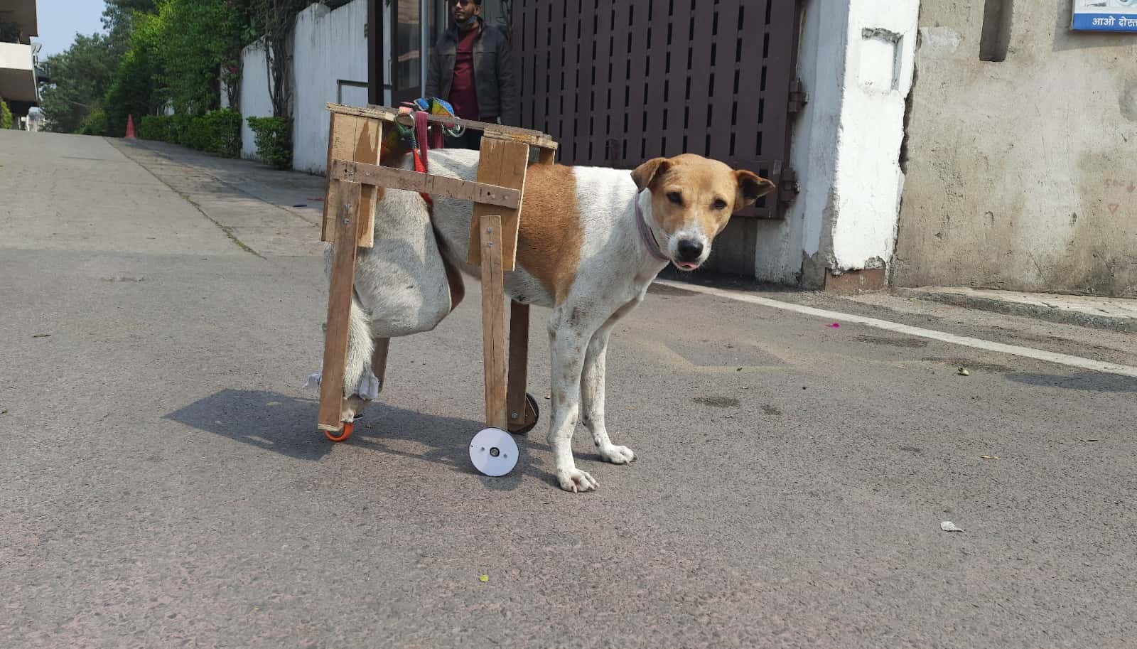 Rajiv made wheelchairs for dogs