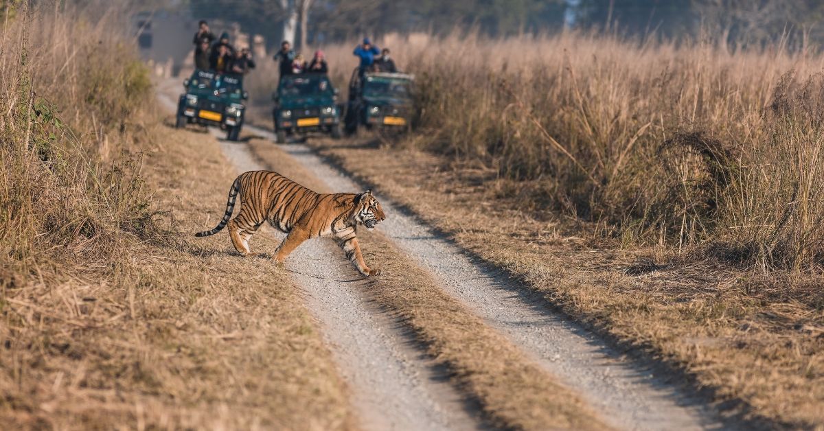 The best time to visit Jim Corbett is between October and June. 