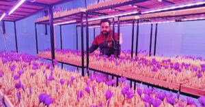 Having Used The Internet to Learn, I Now Grow Saffron From Air