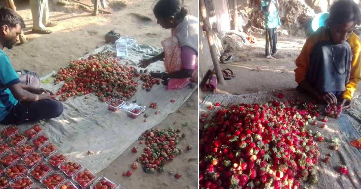 Every day, Ramesh harvests at least 20 kg of the fruit and sells it to the local market.