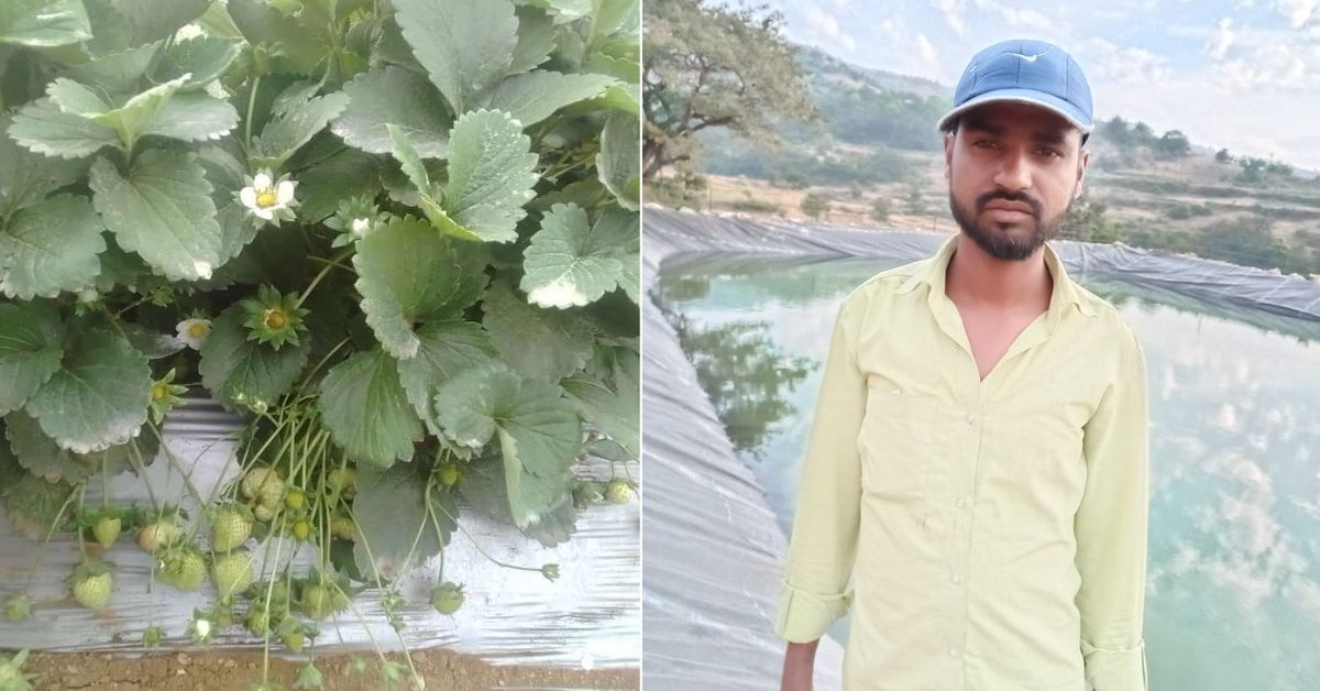 Ramesh Bhiva Bangar turned to cultivating strawberries — a fruit that he had never tasted until he cultivated some on his farm.