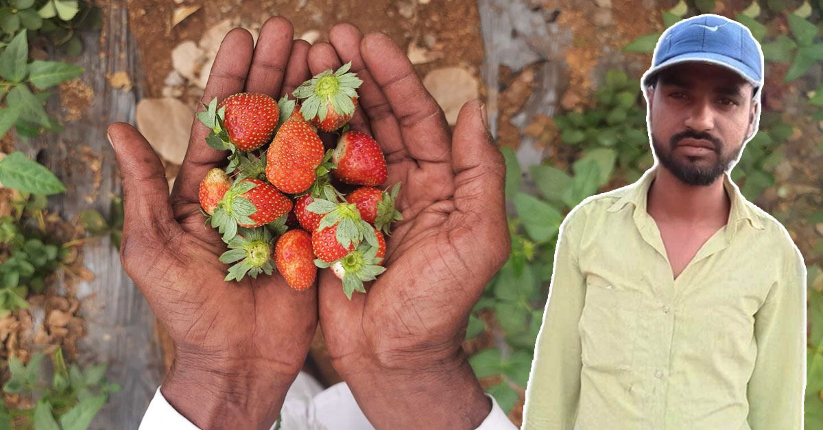 Mocked For Growing Strawberries, Tribal Farmer Goes From Earning Rs 4000 to Rs 2 Lakh