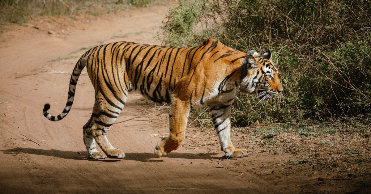 Tigers are a common feature near Utsav Camp due to its proximity to the Sariska Tiger Reserve