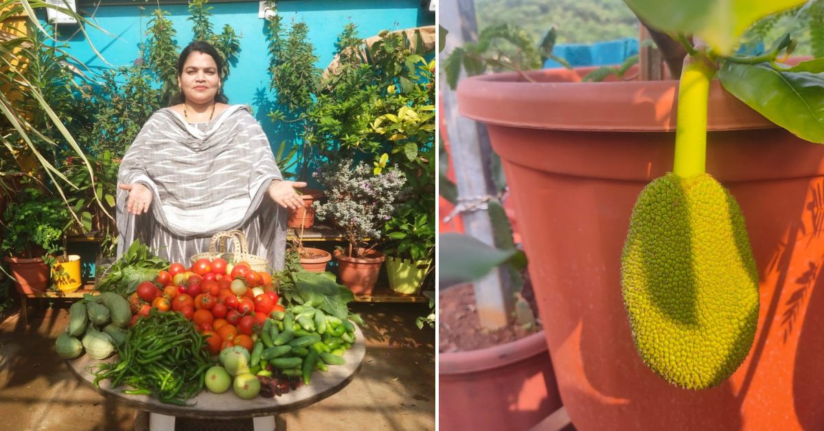 Bangaru has set up a lush green jungle on her terrace spread across an area of 800 square feet. 