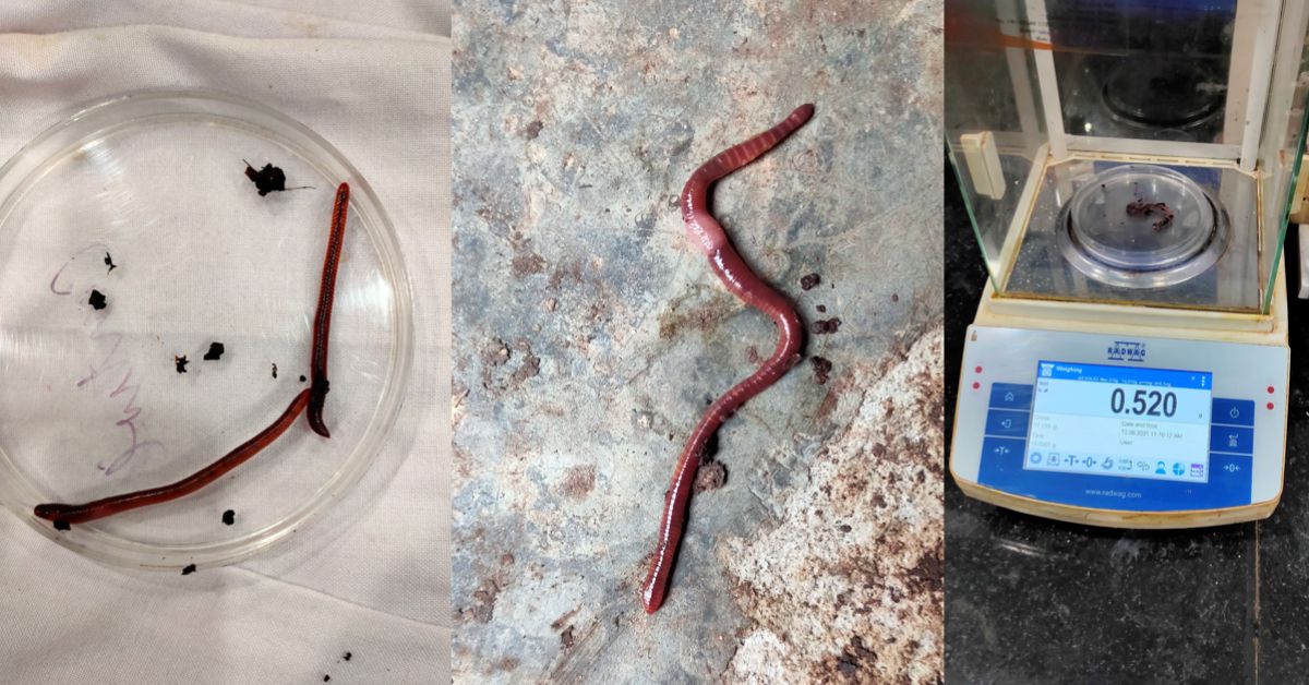 Earthworms used by researchers at IIT for vermicompost