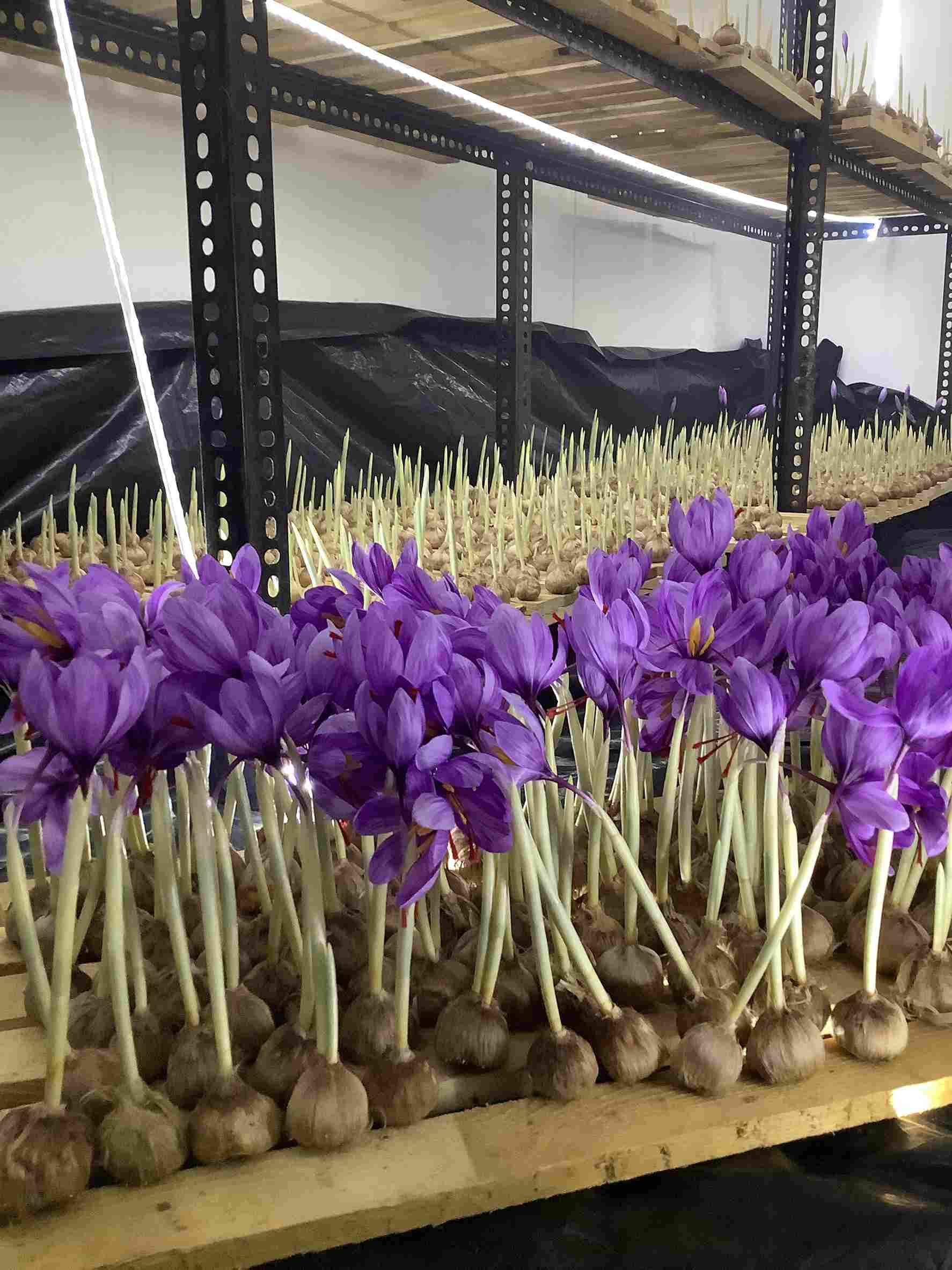 Saffron bulbs need an aeroponic environment to flourish