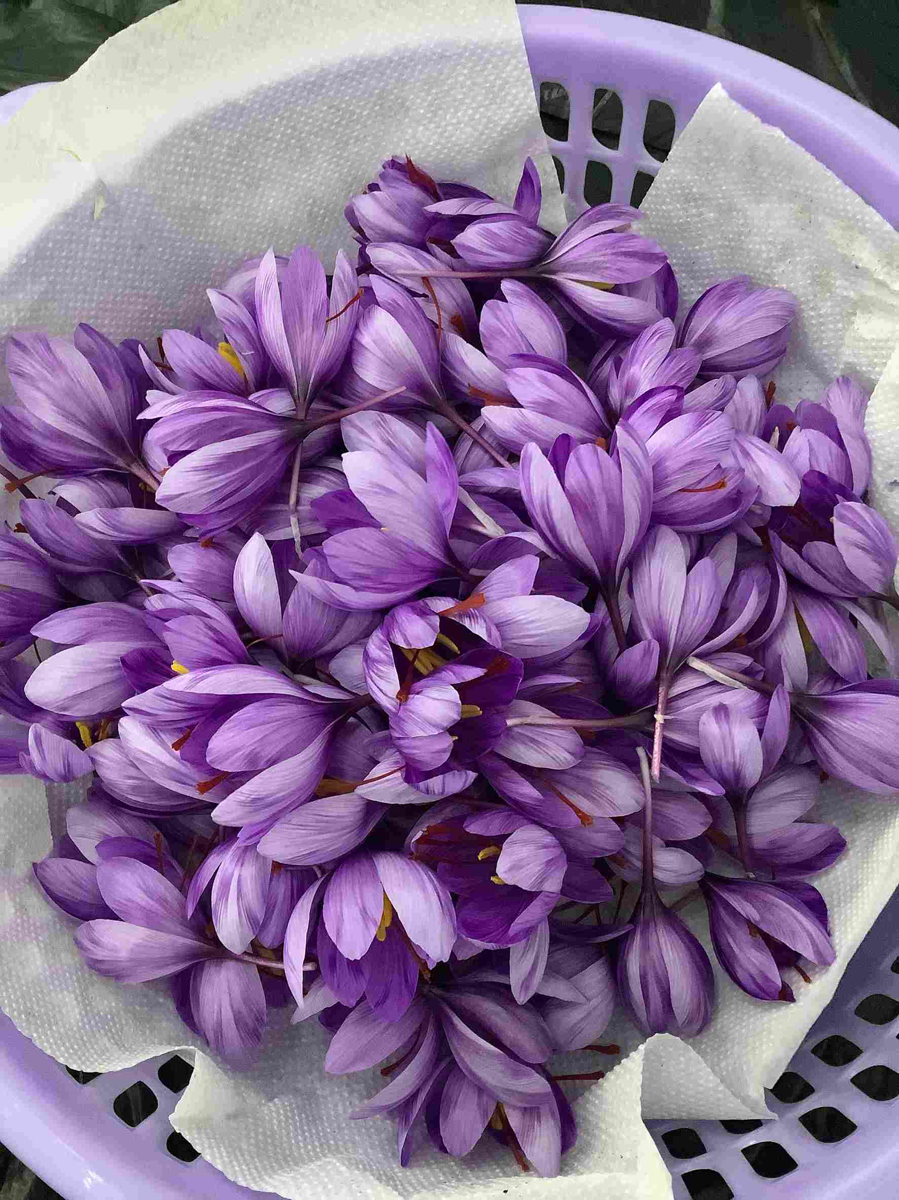 The purple petals hold within them the red threads which is the saffron that we use in cooking